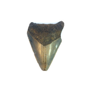 Fossiler Megalodon Zahn