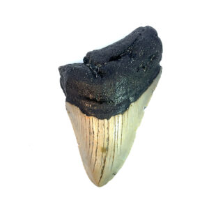 Fossiler Megalodon Zahn aus prähistorischer Zeit