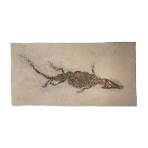 "Diplocynodon sp." Fossiles Krokodil