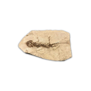 Chelotriton paradoxus Fossil aus dem Miozän von Gračanica, ca. 11–13 Millionen Jahre alt