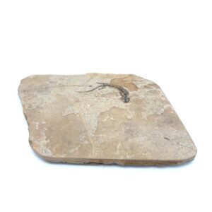 Fossil eines Branchiosauriers aus dem Perm mit gut erhaltener Struktur