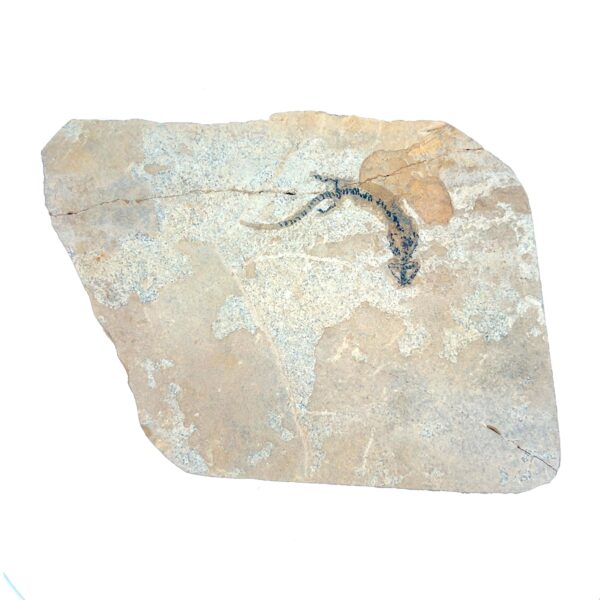 Branchiosaurier – Bild 2