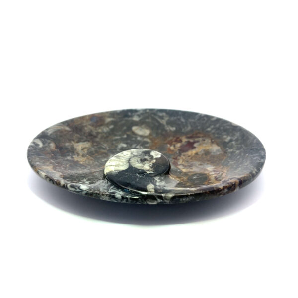 Fossiler Schalenteller