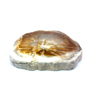 Versteinertes Holz