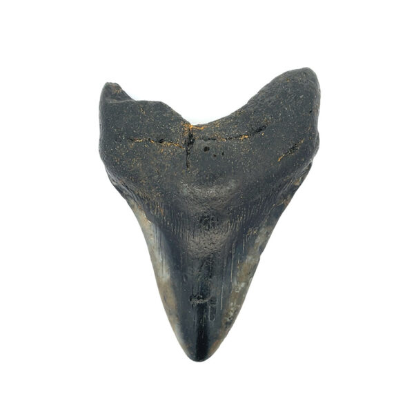 Fossiler Megalodon Zahn – echtes Haifossil, Sammlerstück und Dekoration