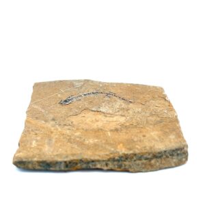 Branchiosaurier-Fossil – Detailreich erhaltene Amphibienversteinerung