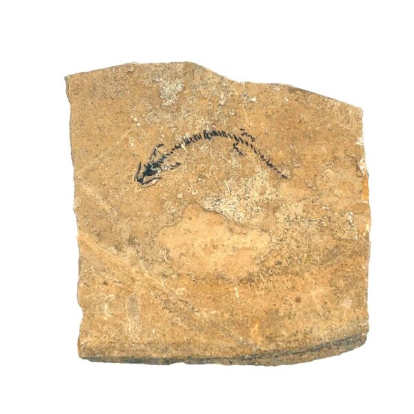 Branchiosaurier – Bild 2