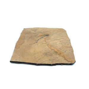 Branchiosaurier