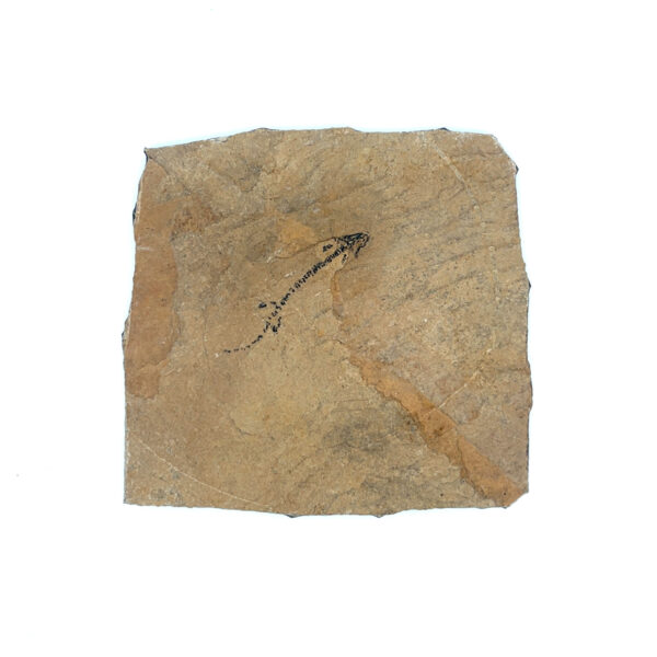 Branchiosaurier – Bild 2