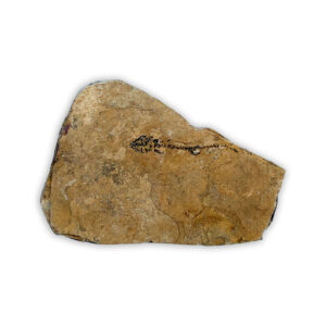 Fossiler Branchiosaurier aus dem Perm, gefunden in Odernheim