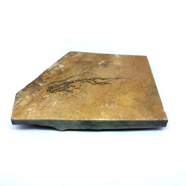 Branchiosaurier – Bild 2