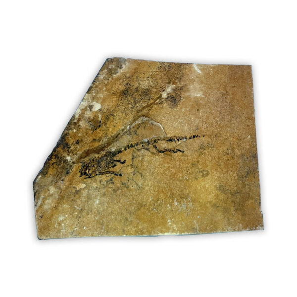 Fossiler Branchiosaurier, Perm-Zeitalter, gefunden in Odernheim
