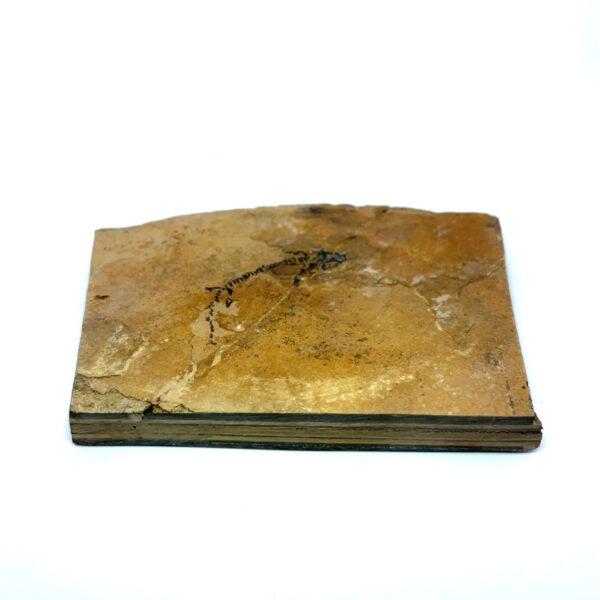 Branchiosaurier – Bild 2