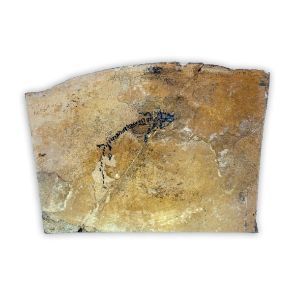 Fossiler Branchiosaurier aus Odernheim, Perm-Zeitalter, detailreich