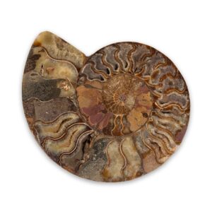Fossiler Ammonit Perisphinctes aus Madagaskar, aufgeschnitten und poliert