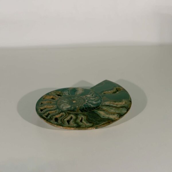 Fossiler Ammonit – Perisphinctes – Bild 2