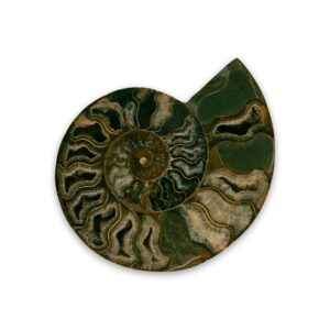 Polierter Ammonit Perisphinctes aus Madagaskar – Fossil aus dem Jura