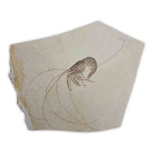 Fossiler Krebs Antrimpos aus Solnhofener Plattenkalk, 150 Mio Jahre