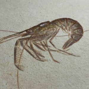 Fossiler Krebs Antrimpos aus Solnhofener Plattenkalk, 150 Mio Jahre