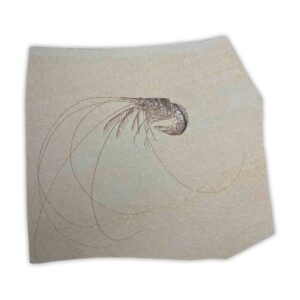 Fossiler Krebs Antrimpos aus Solnhofener Plattenkalk, 150 Mio Jahre