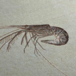 Fossiler Krebs Antrimpos aus Solnhofener Plattenkalk, 150 Mio Jahre