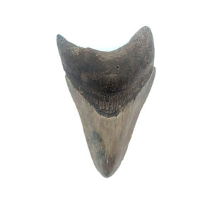 Fossiler Megalodon Zahn prähistorischer Hai, 3,6 Mio. Jahre alt