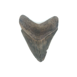 Fossiler Megalodon Zahn