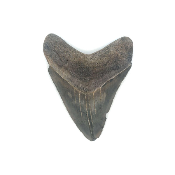 Fossiler Megalodon Zahn