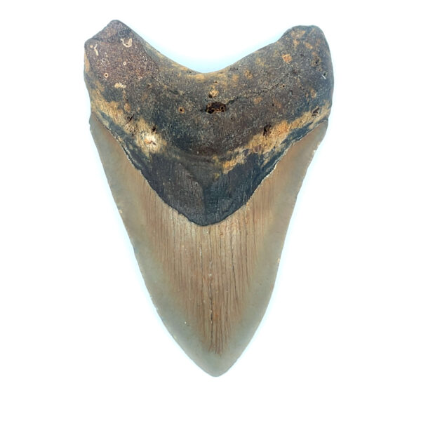 Fossiler Megalodon Zahn mit naturbelassener Oberfläche