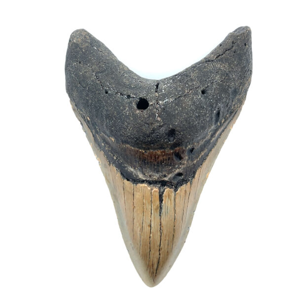 Fossiler Megalodon Zahn aus prähistorischer Zeit