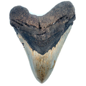 Fossiler Megalodon Zahn