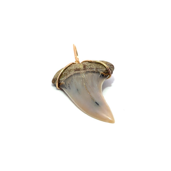 Fossiler Weißer Haifischzahn – Bild 2