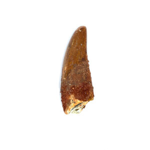 Versteinerter Zahn vom Carcharodontosaurus, Kreidezeit-Fossil aus Marokko