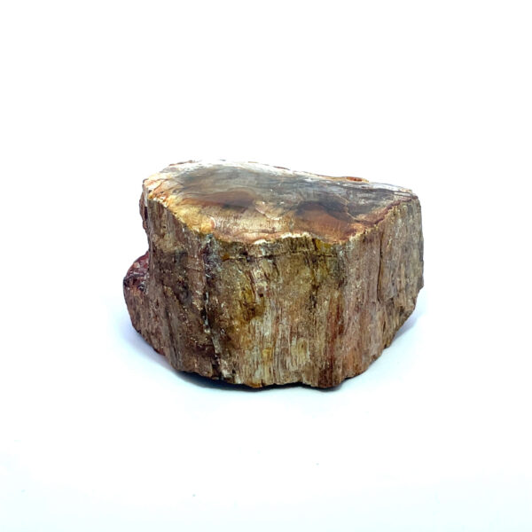 Versteinertes Holz aus Madagaskar in rotbraunen Farbtönen
