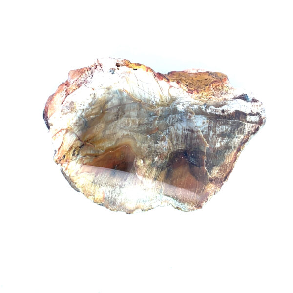 Versteinertes Holz aus Madagaskar – Bild 2