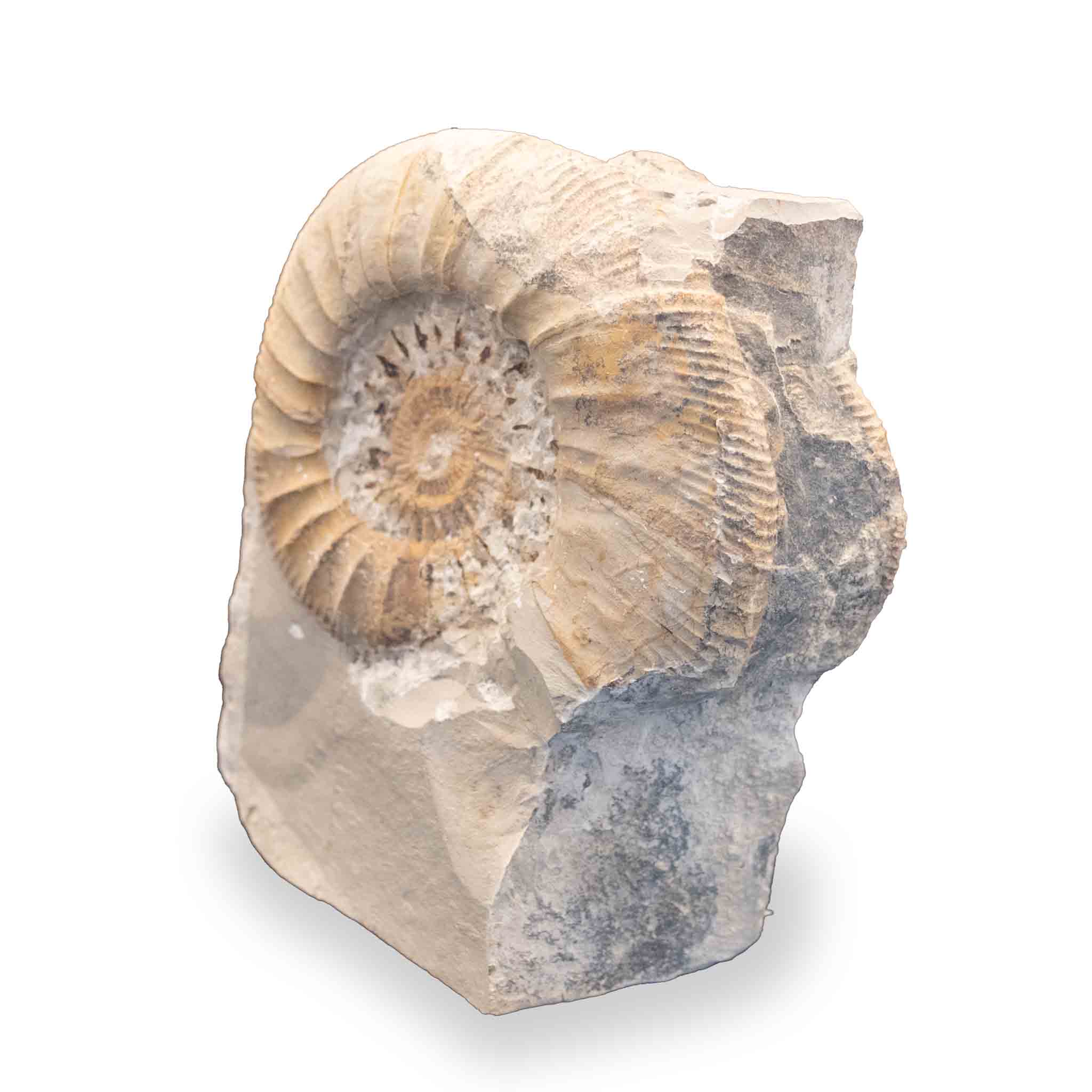 Ammonit - Weiß Jura – Bild 2