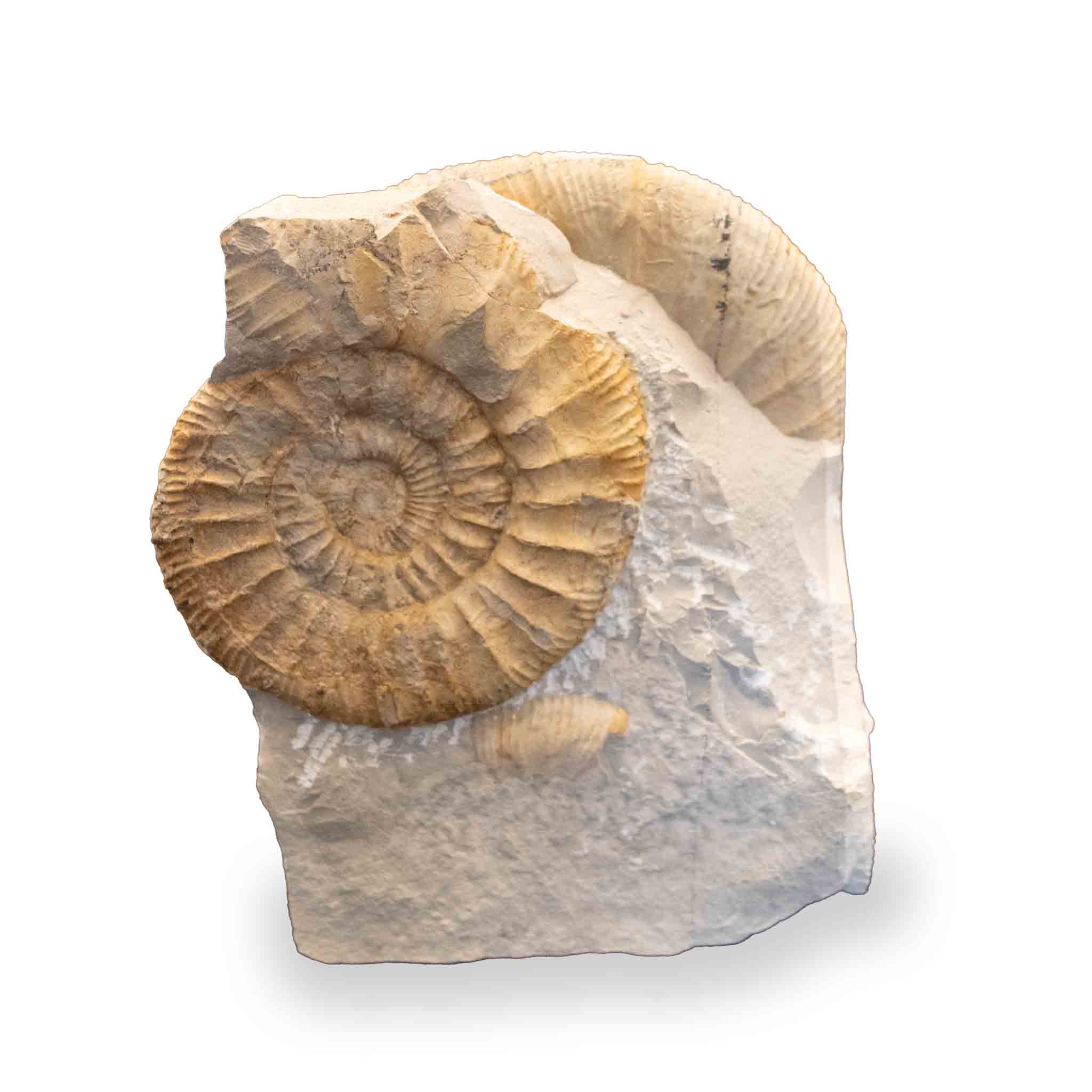 Ammonit - Weiß Jura – Bild 3