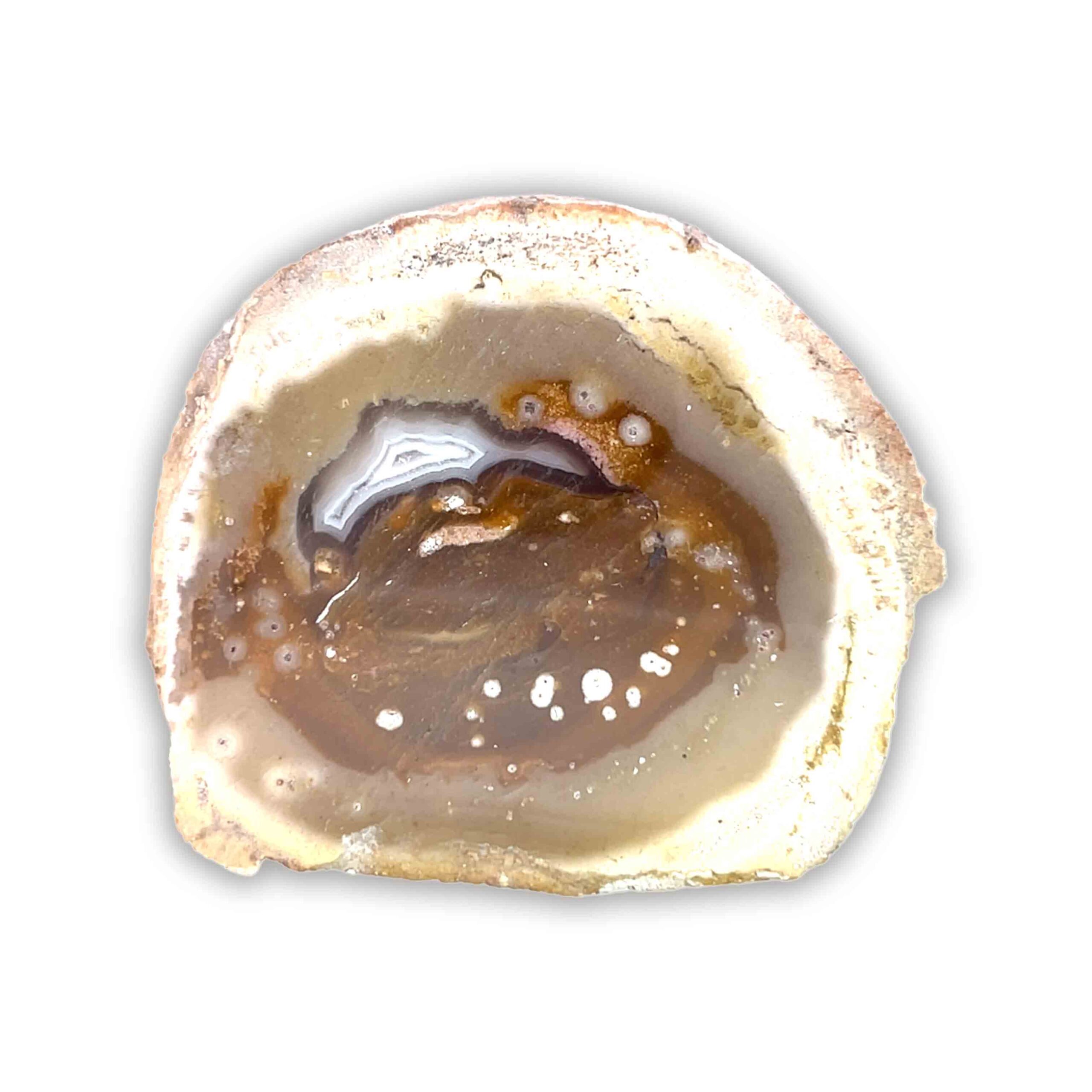 Achatisiertes/Opalisiertes versteinertes Holz – Bild 2