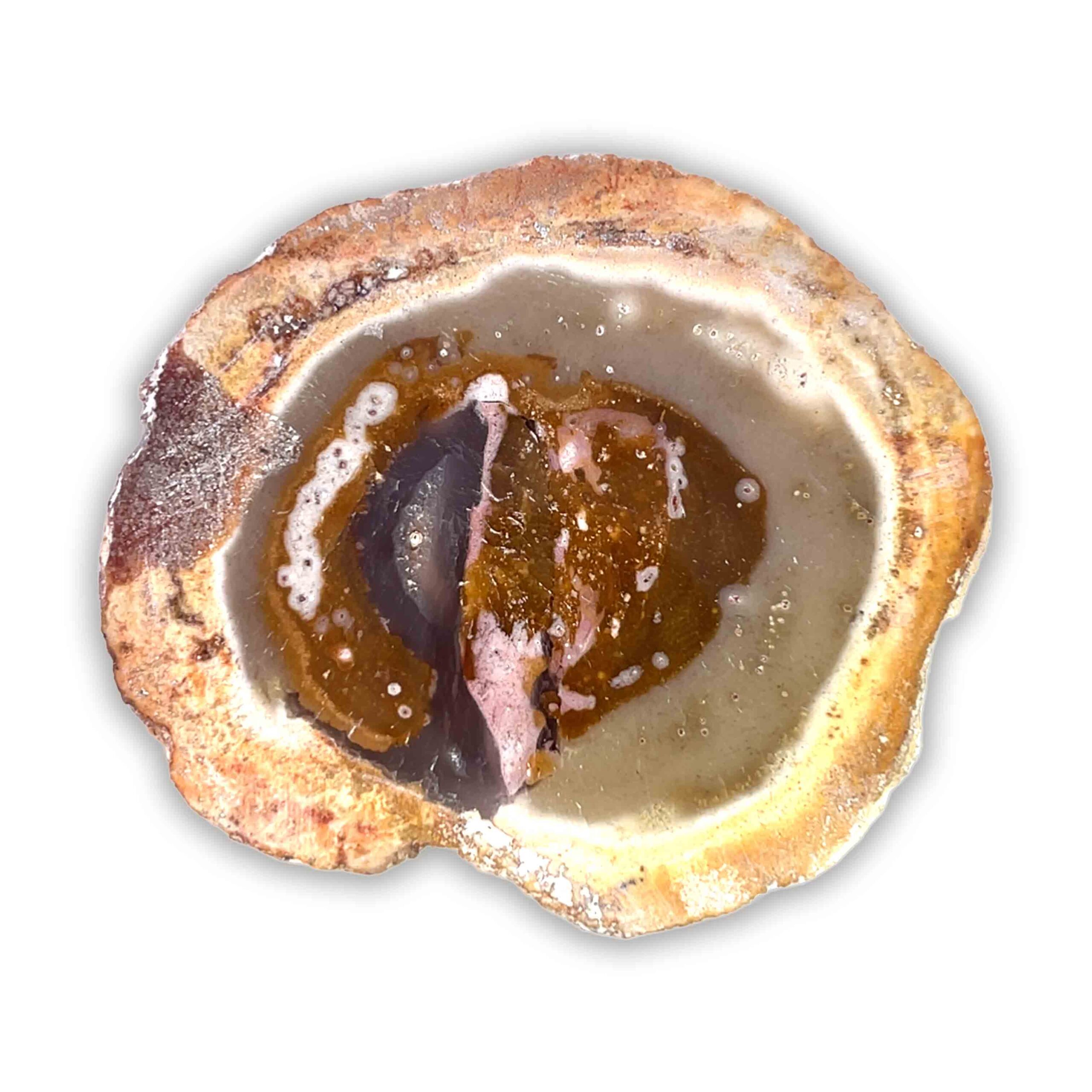 Achatisiertes/Opalisiertes versteinertes Holz – Bild 2