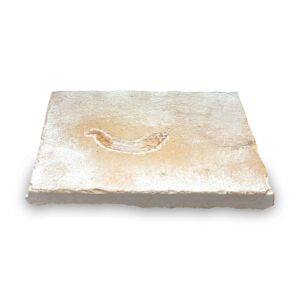 Armigatus brevissimus Fossil aus dem Libanon – 80 Mio Jahre, Kreidezeit