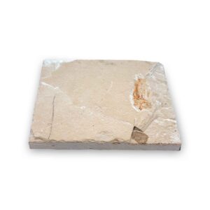 Armigatus brevissimus Fossil aus dem Libanon – 80 Mio Jahre, Kreidezeit