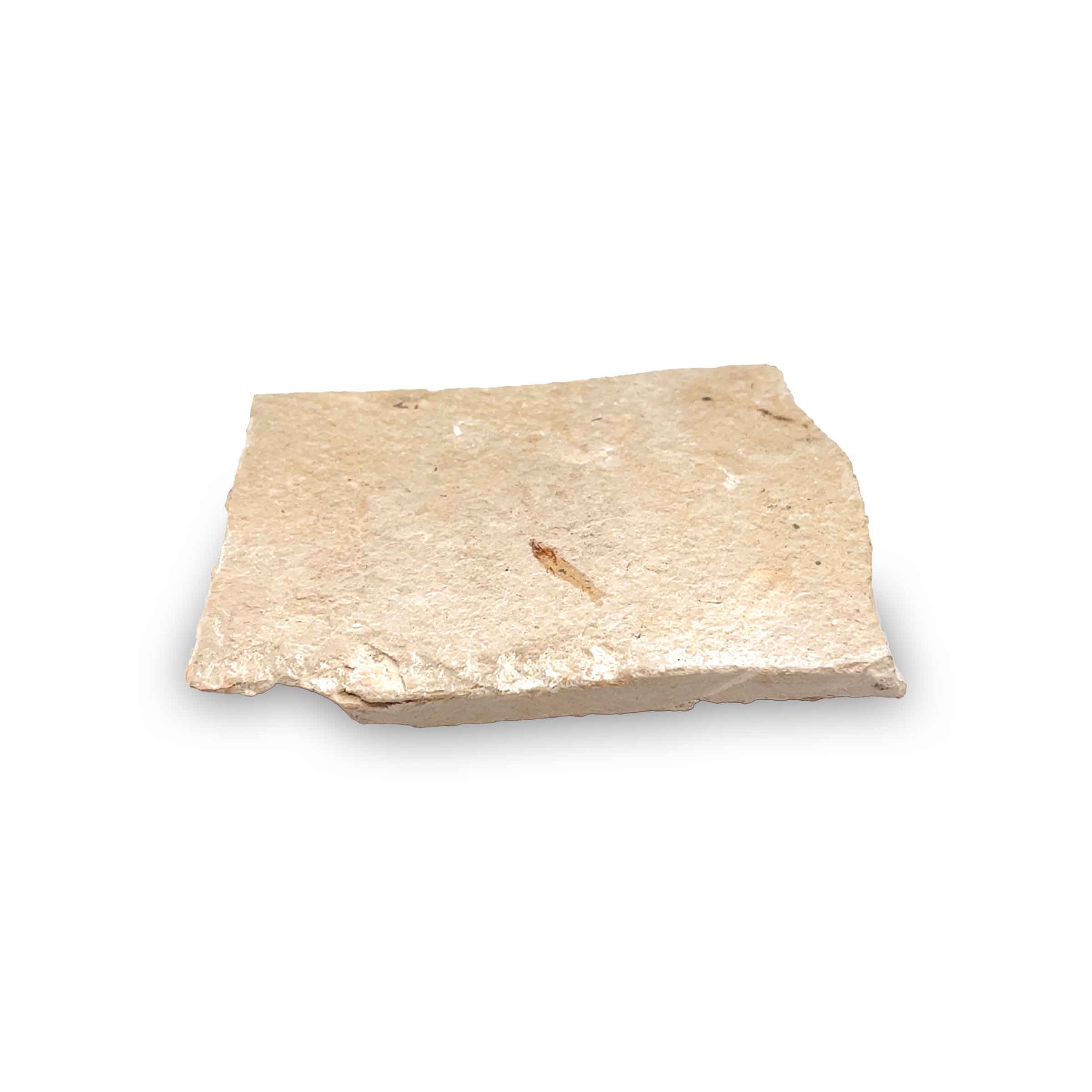 Armigatus brevissimus Fossil aus dem Libanon – 80 Mio Jahre, Kreidezeit