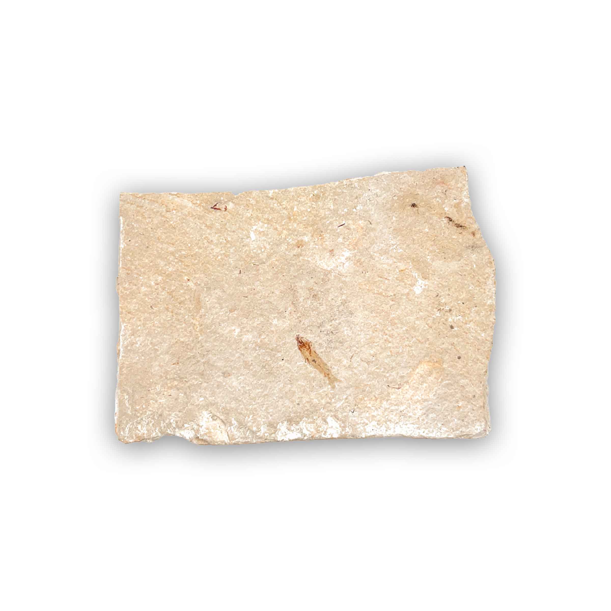 Armigatus brevissimus – Bild 2