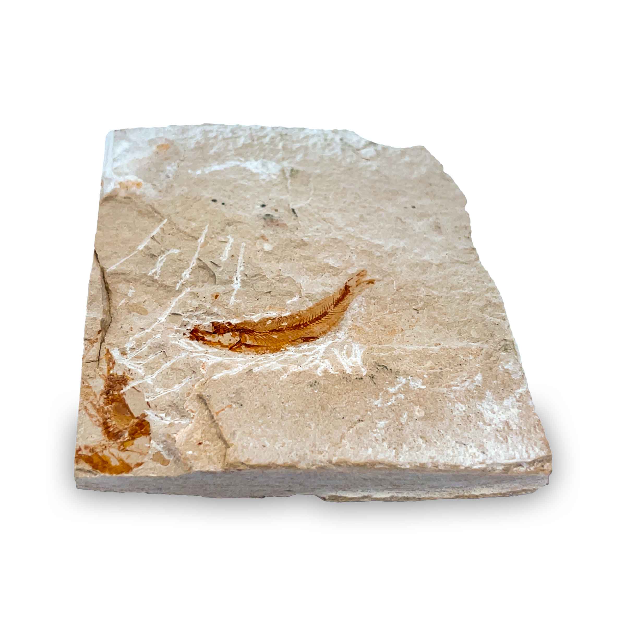 Armigatus brevissimus Fossil aus dem Libanon – 80 Mio Jahre, Kreidezeit