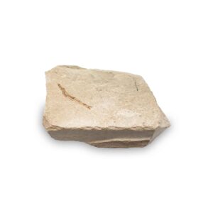 Armigatus brevissimus Fossil aus dem Libanon – 80 Mio Jahre, Kreidezeit