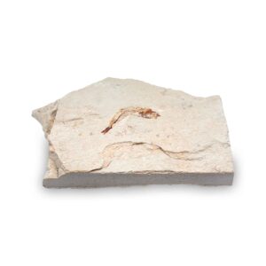 Armigatus brevissimus Fossil aus dem Libanon – 80 Mio Jahre, Kreidezeit