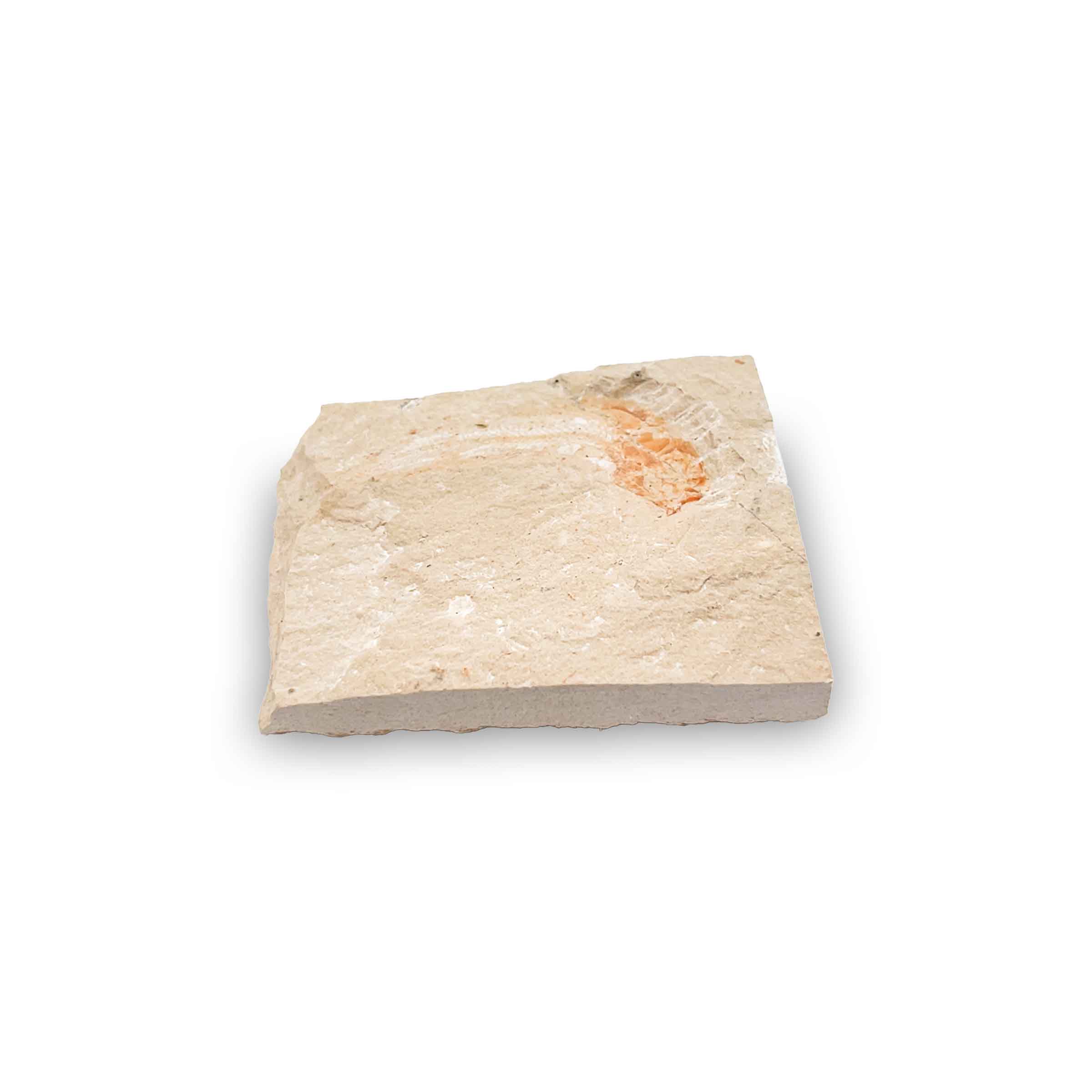 Armigatus brevissimus Fossil aus dem Libanon – 80 Mio Jahre, Kreidezeit