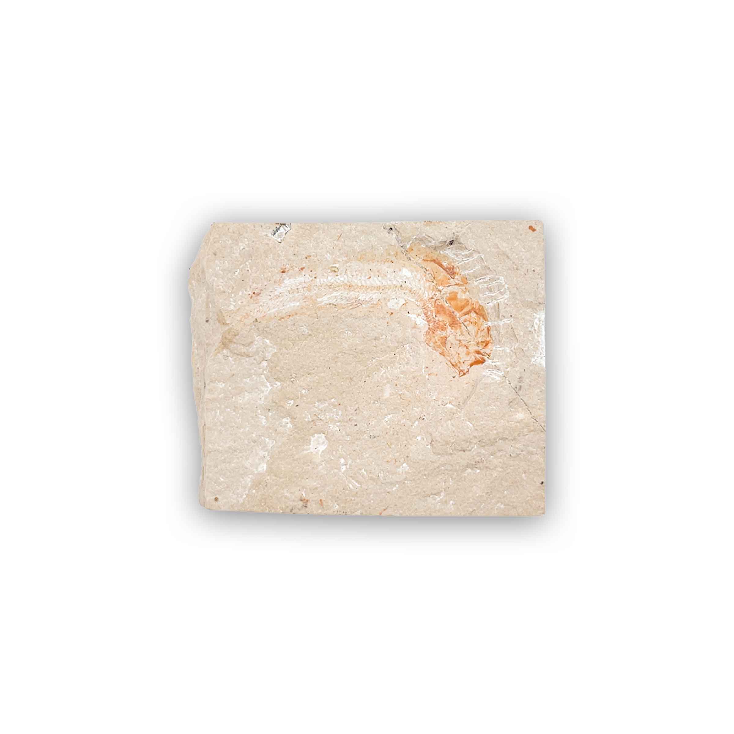 Armigatus brevissimus – Bild 2