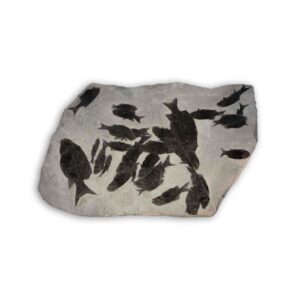 Fossile Fische aus der Seefeld-Formation – Paralepidotus ornatus und Philodophorus, Untere Trias