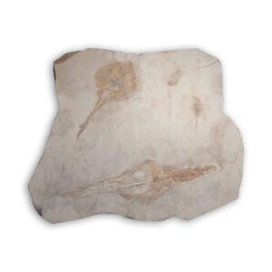 Fossile Meeresfauna aus Hagula, Libanon – Rochen Rhinobatos, Sägefisch Libanopristis, Shrimps und Fisch aus der Kreidezeit